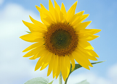 什么是信托？为何选择SpeedTrust信托？